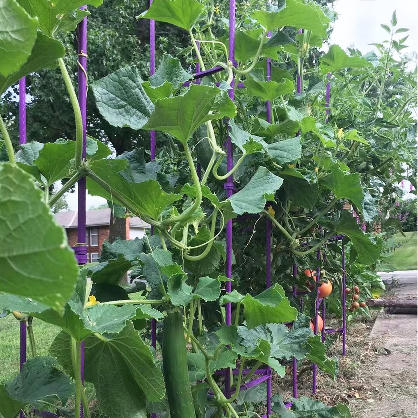 Growsun Tomato Cage for Garden, Upto 73 inch 6 PackTall Tomato Trellis Garden Stakes Plant Support, Green(5ft Stake add 18 inch Adjustable Stakes)