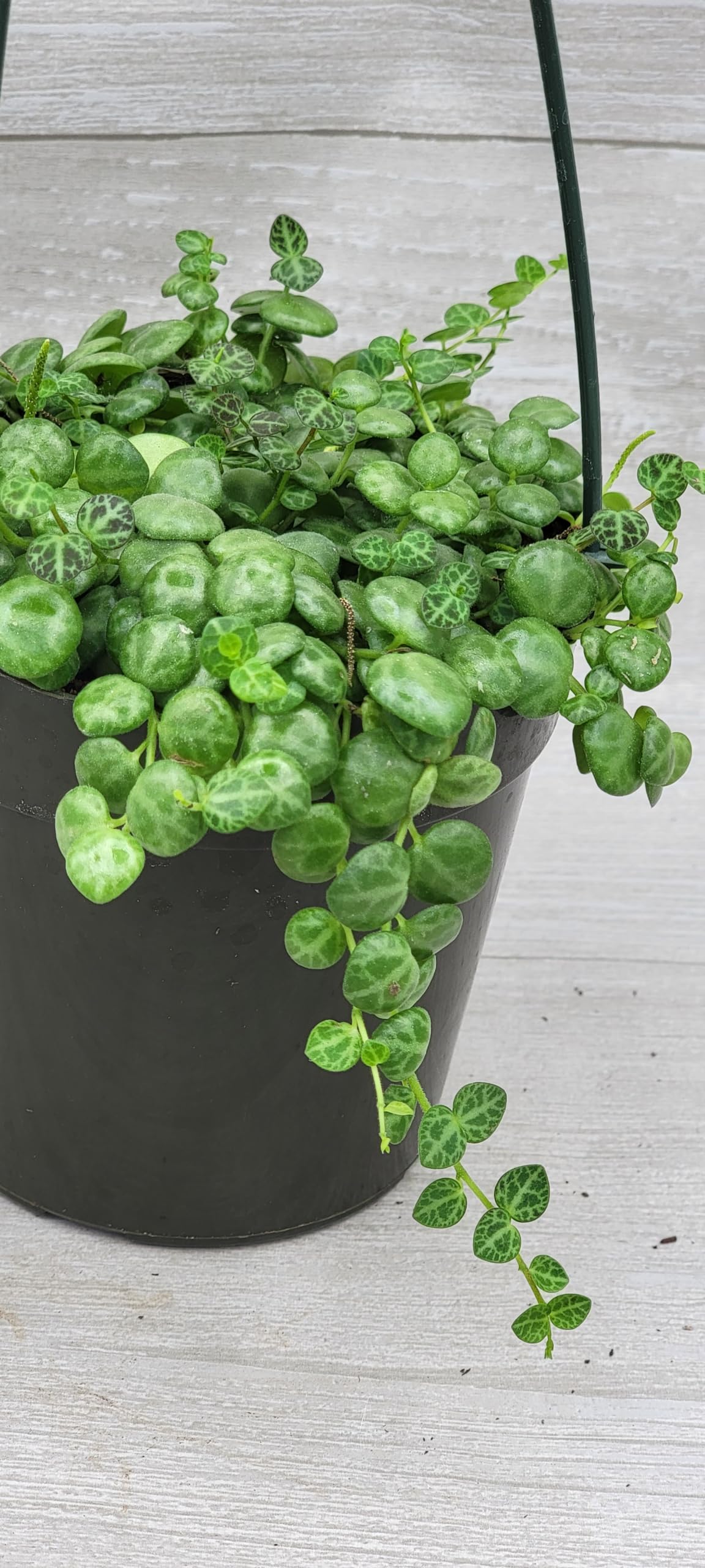 String of Turtles,Peperomia Prostrata Plant Live Rare Houseplants All Plants are Fully Rooted Plants in 4 inch Hanging Pot by 3exoticgreen