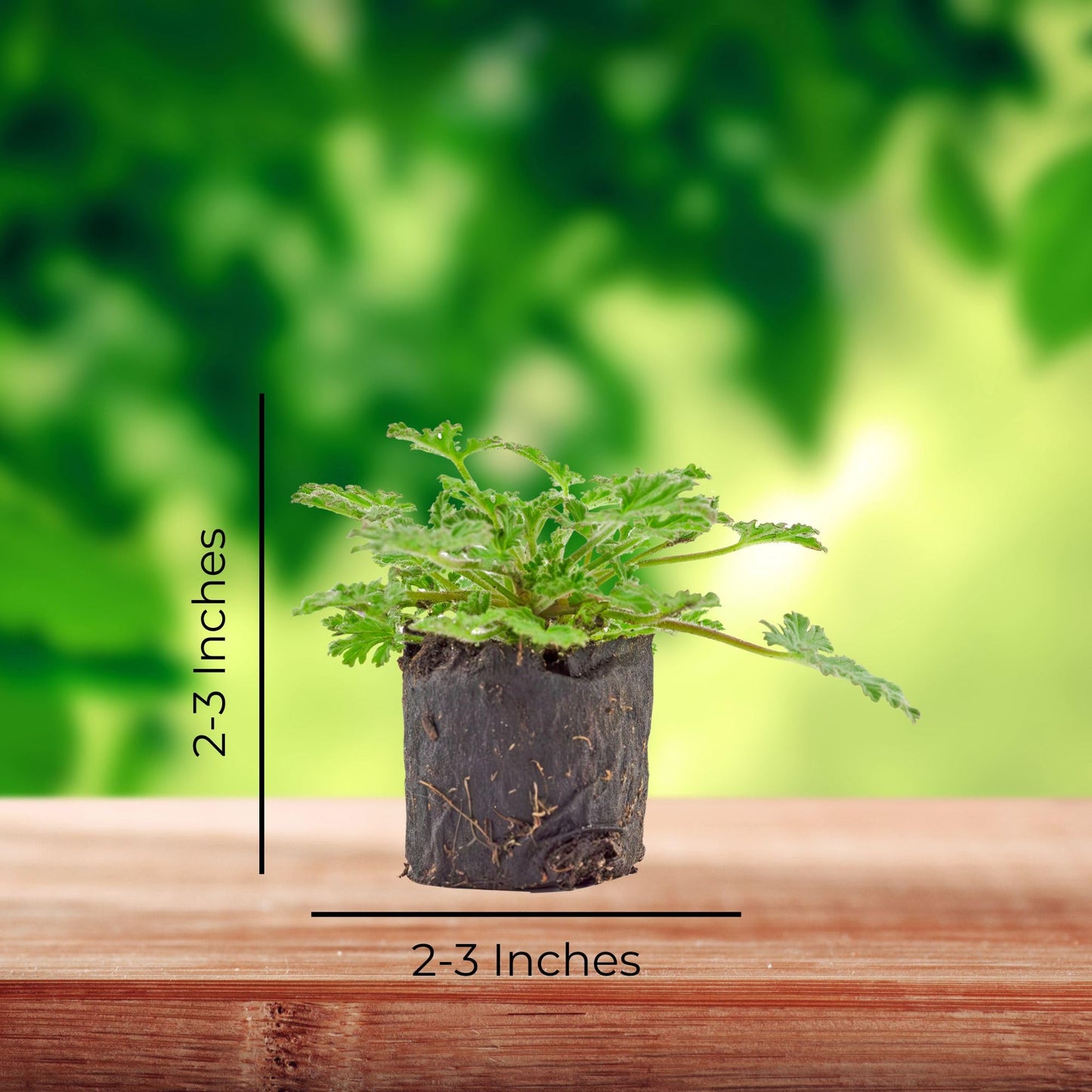 Live Citronella Geranium Plant Plugs (4-Pack), Pelargonium Citronella Scented Seedlings