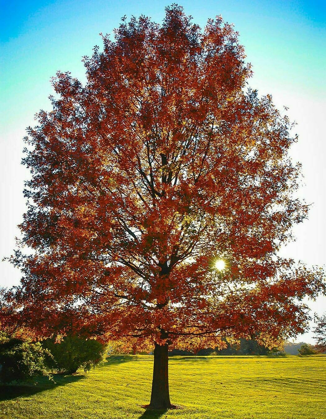 Live Plant - 2 Pin Oak Trees - Live Potted Plants - 12-18" Tall - 4" Pot - Quercus palustris