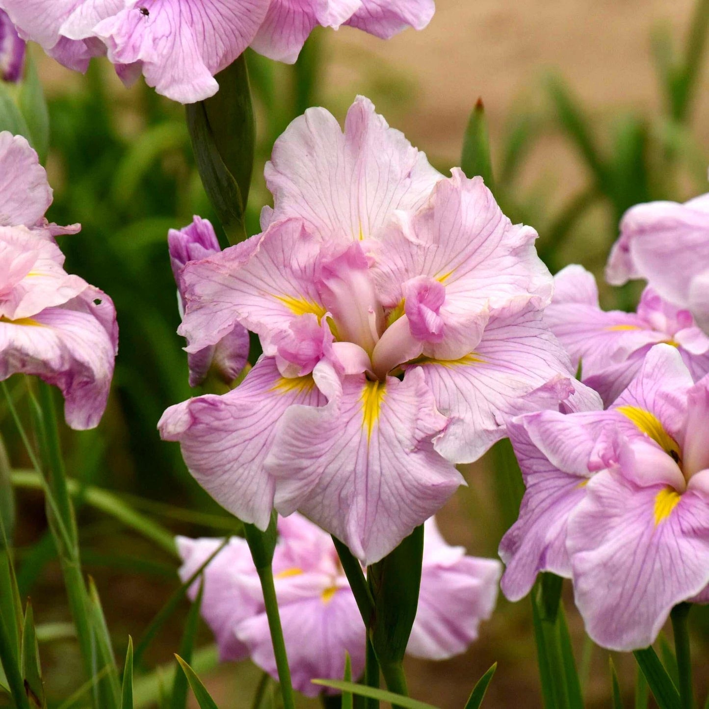 Perennial Farm Iris Ensata 'Pinkerton' – Live Japanese Iris in #1 Container, Soft Pink Blooms with Yellow Accents, Tall Elegant Stems, Moisture-Loving, Ideal for Water Gardens & Borders