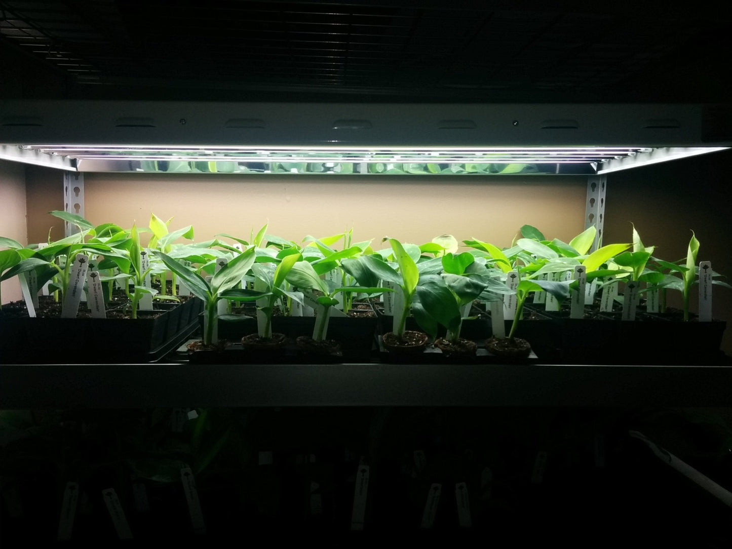 Banana Plants Dwarf Cavendish Includes Four (4) Plants