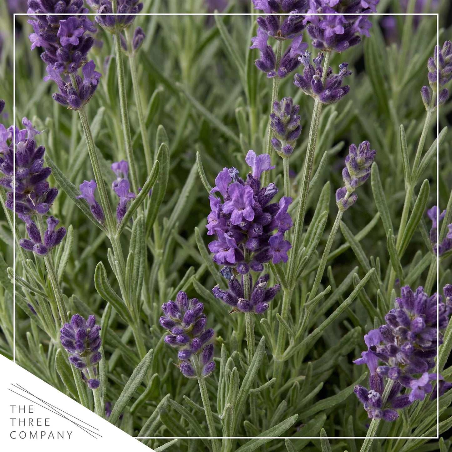 Live Lavender 2-Pack – Purple – Fragrant Sun Perennial Herb, Pollinator Friendly, 10” Tall, 1 Qt Pot