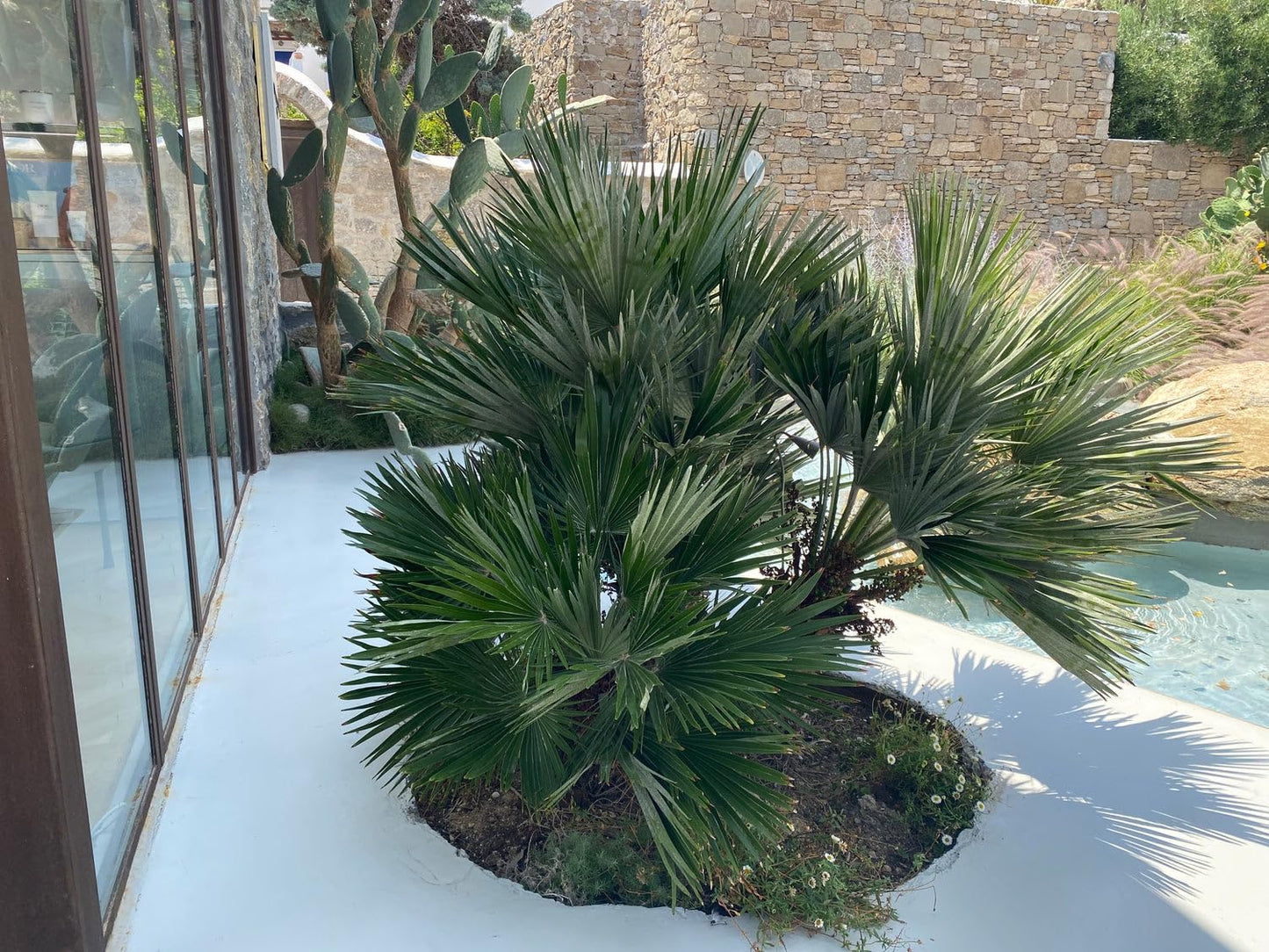 European Fan Palm Tree Multi - Chamaerops Humilis, Cold Hardy Mediterranean Palm, Drought-Tolerant Ornamental Plant for Patios, Gardens, and Landscapes (3gal Pot, 2-3ft)