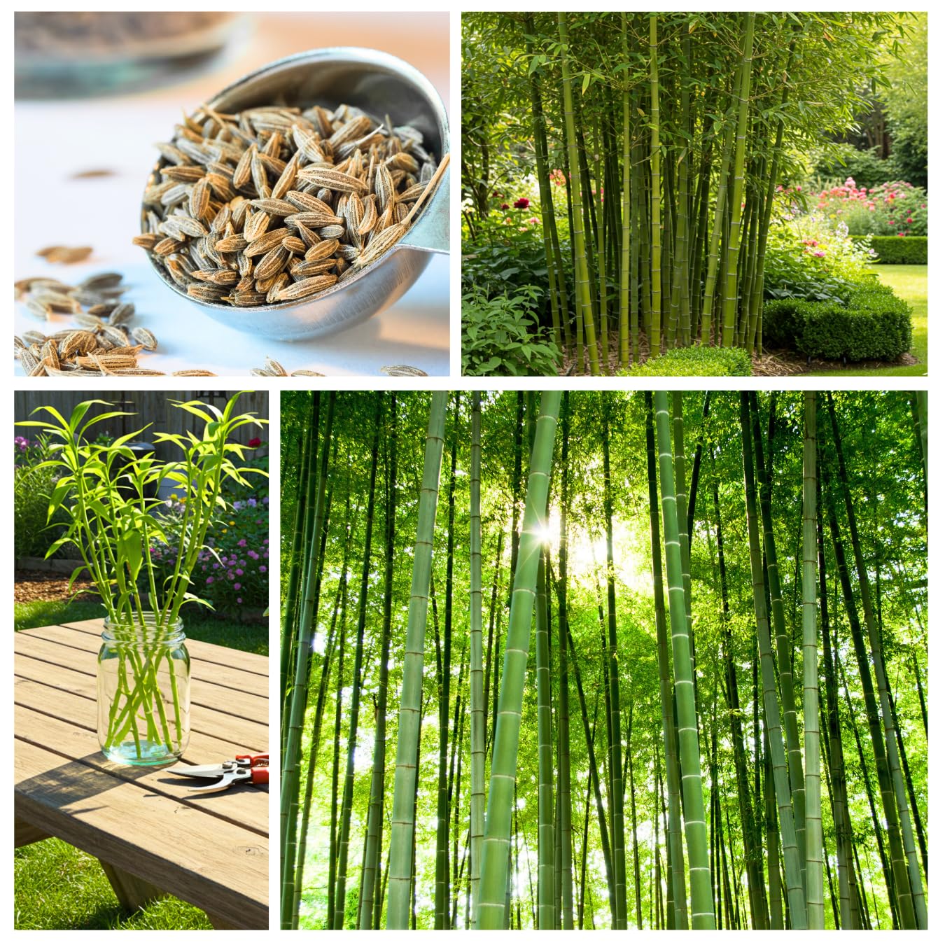 500+ Fresh Giant Bamboo Seeds for Planting - Quick Growth and Winter Hardy Privacy Screen, Good for Environment