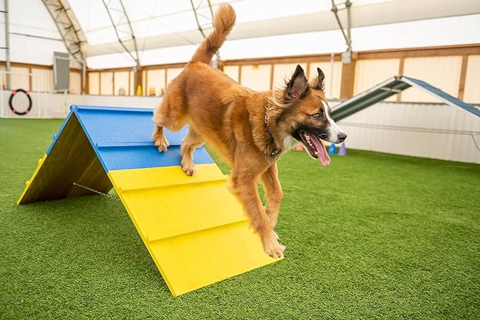 Better Sporting Dogs Agility A-Frame