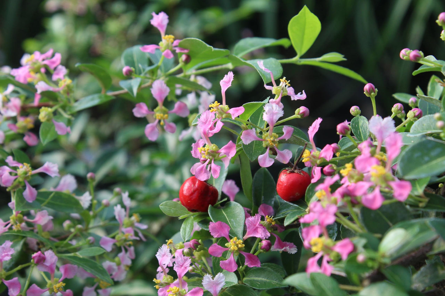 Brussel's Bonsai Live Barbados Cherry Bonsai Tree - Indoor Live Bonsai Tree with Ceramic Bonsai Pot