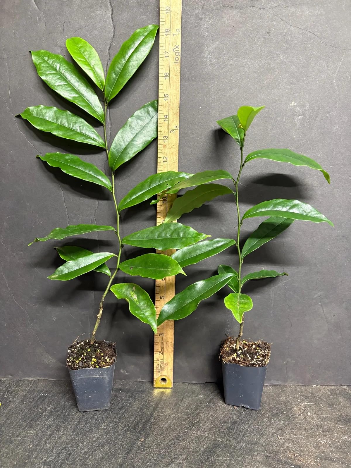 Live Plant - Stellar RubyMagnolia Hybrid TreeSMALL Starter Plant-Ruby Banana Scented Blooms