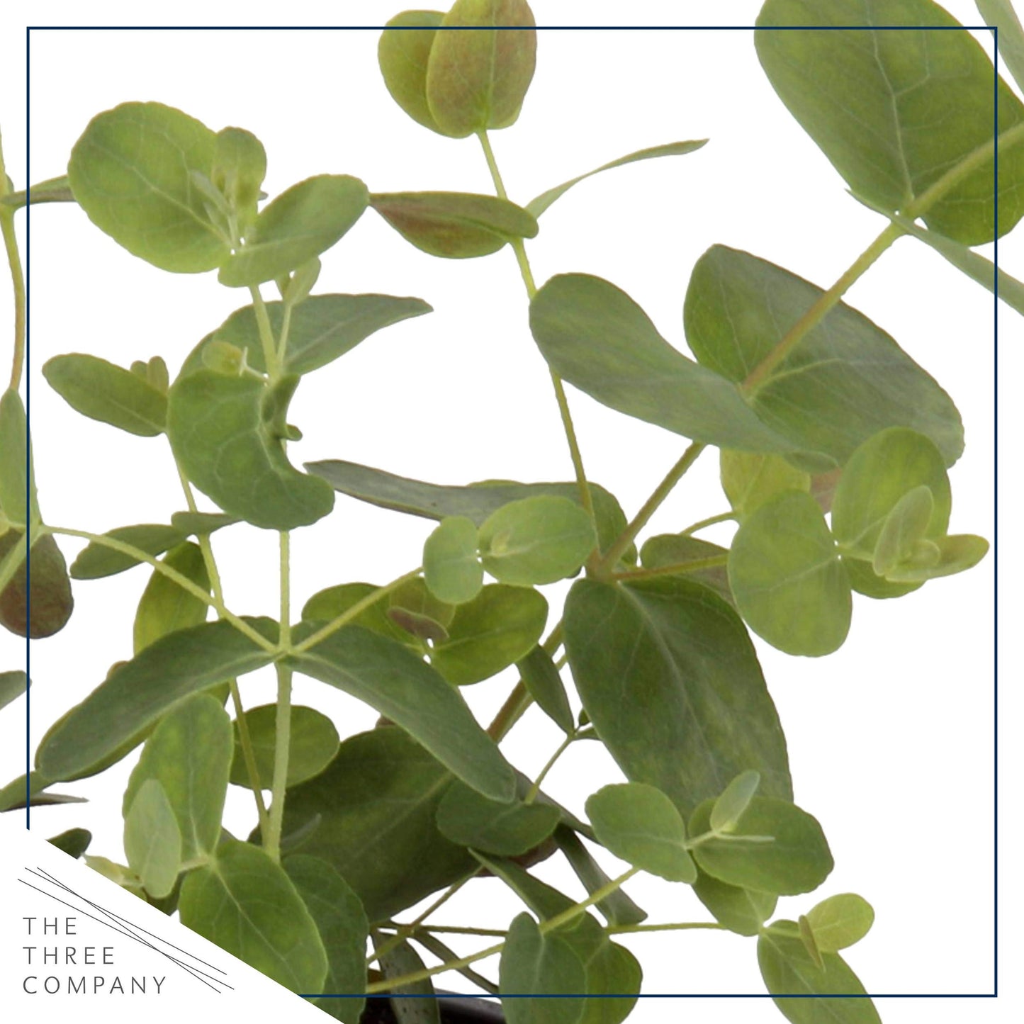 Live Aromatic and Edible Herb - Eucalyptus (4 Per Pack) - Assorted Varieties, Natural Air Purifier, 10" Tall by 3" Wide