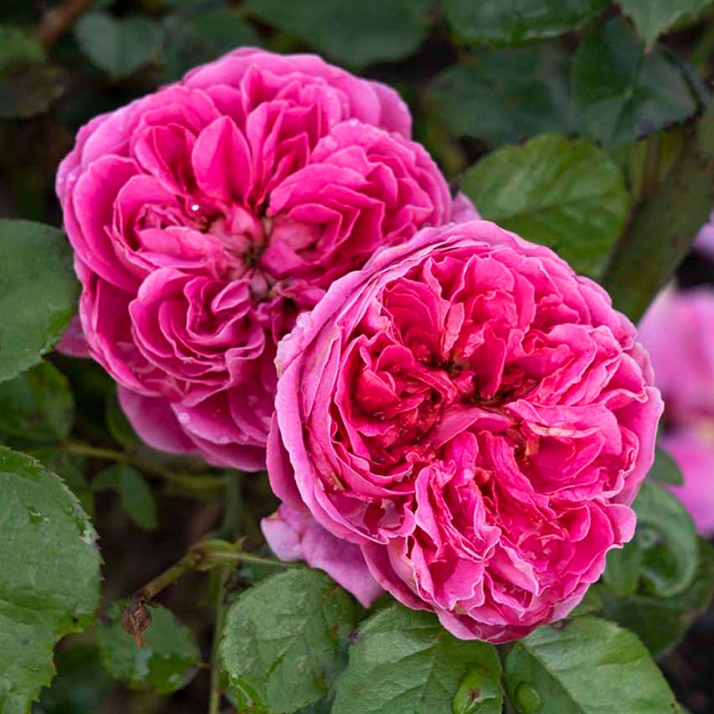 Powerpuff Pink Rose 1.5 Gallon Potted Live Plant, Non-Stop Fragrant Pink Flowers, Own Root, Stargazer Perennials, Zones 5-11