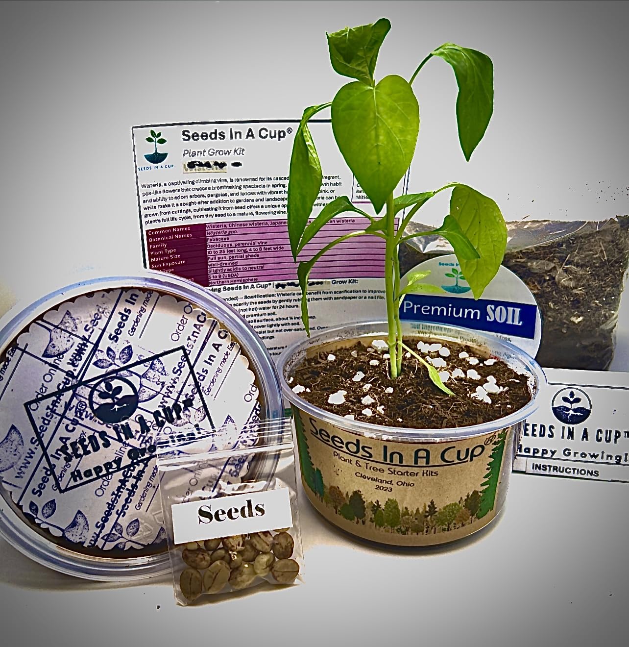 Date Palm | Seeds In A Cup: Date Palm Tree Starter Kit | Easy to use | Educational | Thoughtful Gift | Great Gift Idea | Plant It for The Planet | Grow Your Own Tree |
