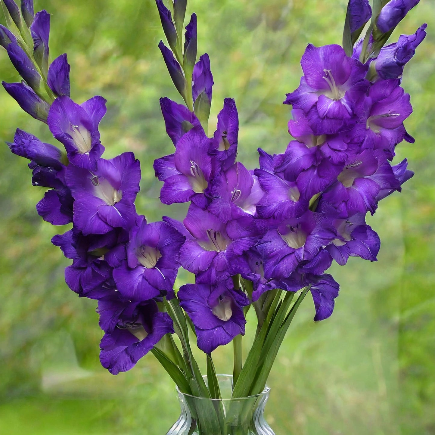 Garden State Bulb Purple Flora Gladiolus Flower Bulbs, 12/14cm, Spring Planting (Bag of 60)