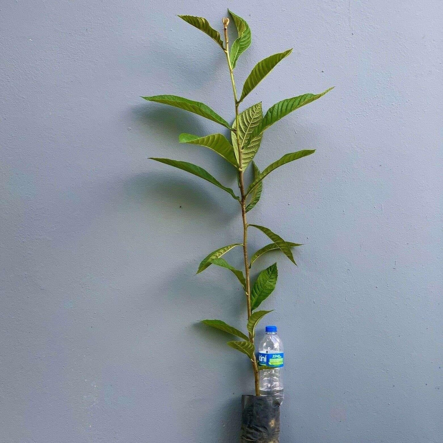 Live Plant - Loquat (Eriobotrya Japonica) Tropical Live Fruit Tree 1’-2’