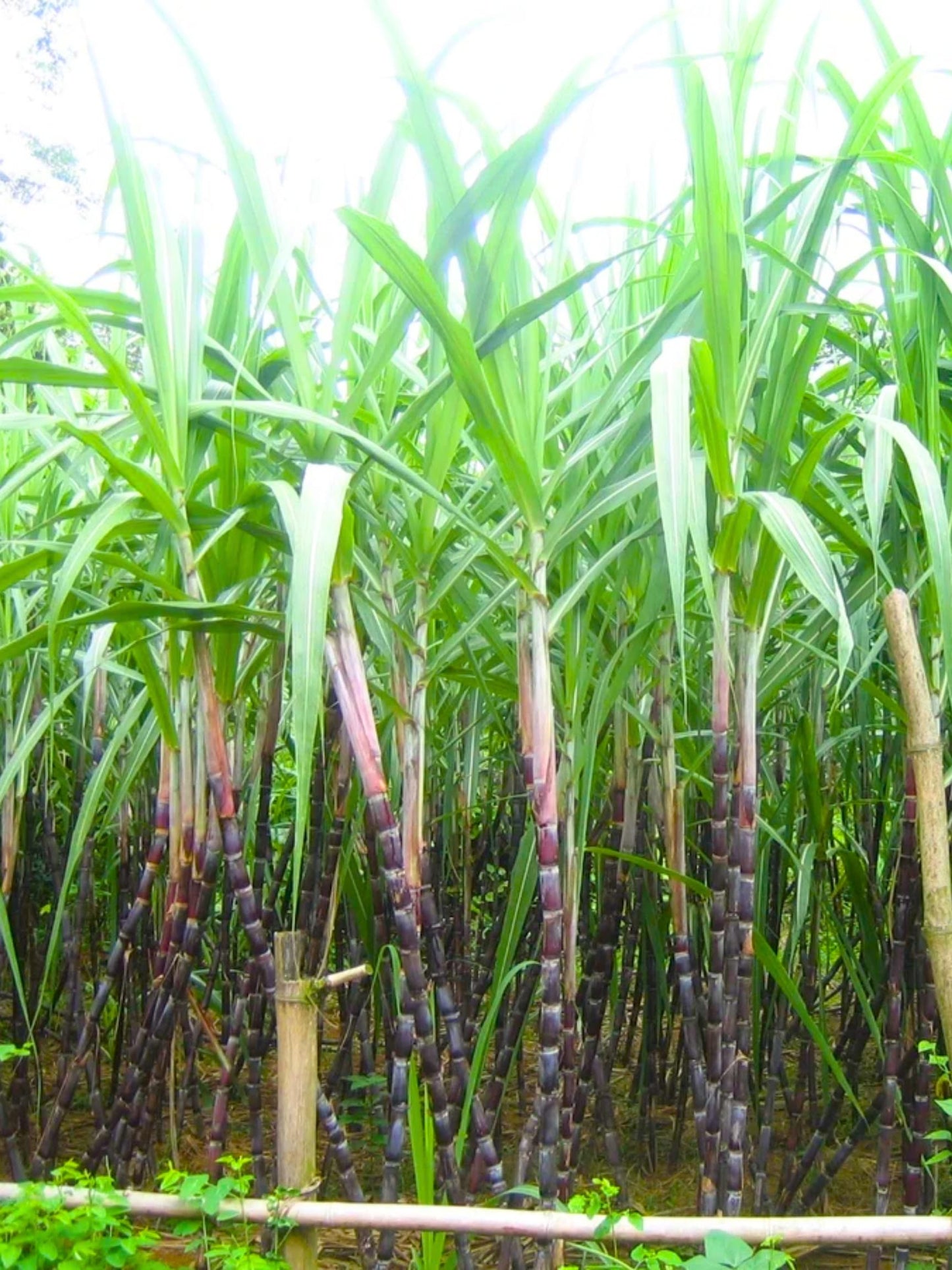 20 Black Purple Sugar Cane Plants Live Cuttings, 1-3 Nodes Ready to Plant, Outdoor Growing Sweet, Fresh Sugar Cane, Fast-Growing