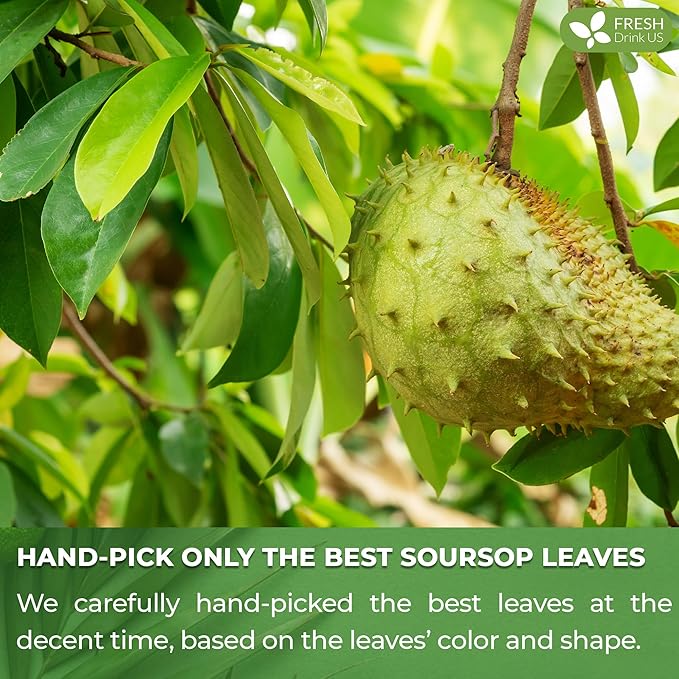 FreshDrinkUS, 105 Premium Soursop Graviola Leaf Tea Bags, The Finest Soursop Tea, 100% Natural and Pure, Handmade, Made With Natural Materials-Corn Fiber Tea Bag, Sugar/ Caffeine/ Gluten Free, Hoja Guanabana Tea