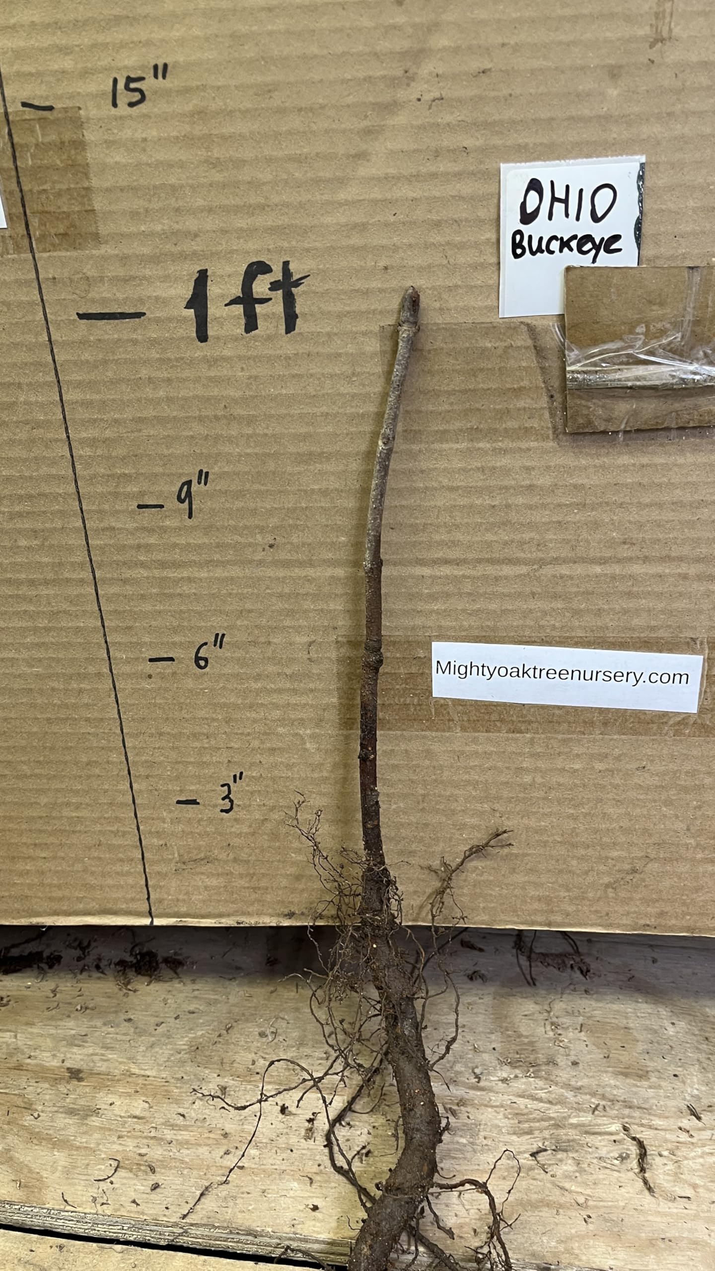 6-12” Tall Ohio Buckeye (Aesculus glabra) 1-2 Year Old Tree, Bare Root Plant