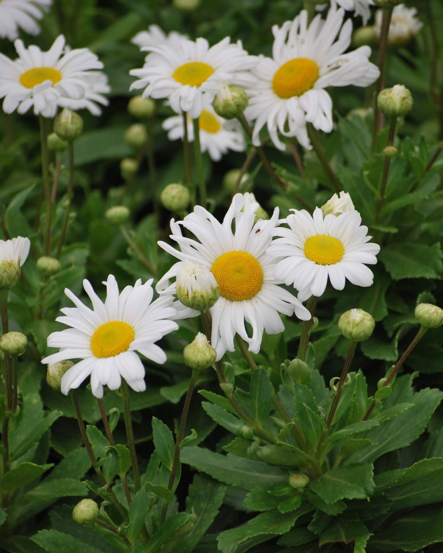 Perennial Farm Marketplace Chrysanthemum nipponicum (Nippon Daisy) Perennial, Size-#1 Container, Big White Flowers
