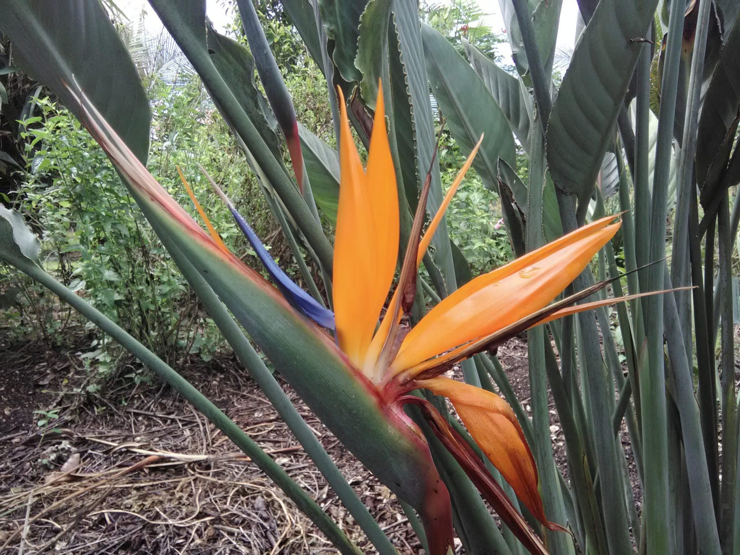 Orange Bird of Paradise Plant – Live Tropical Plant Strelitzia Reginae