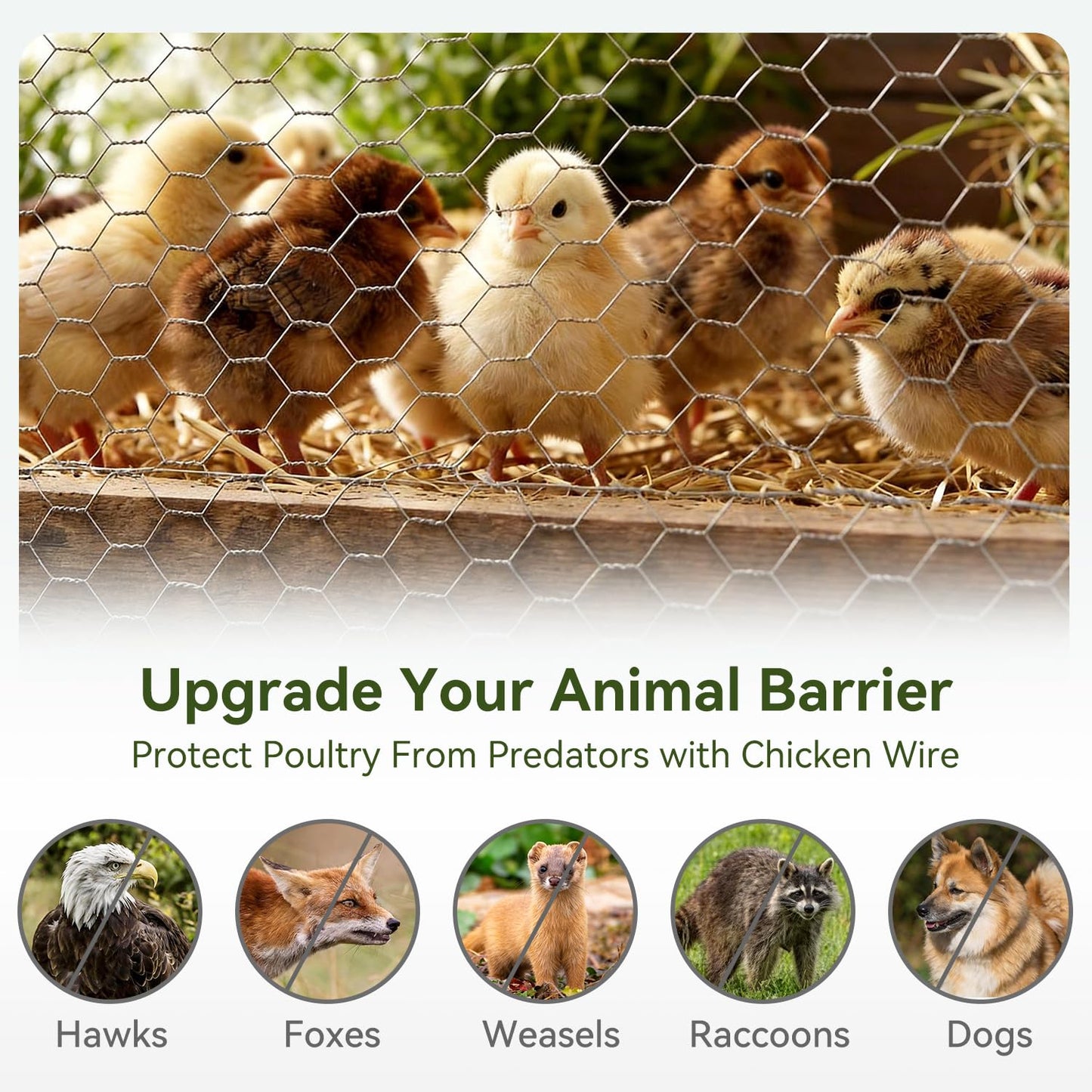 Amagabeli Chicken Wire Fencing 16in x 50ft Garden Netting Poultry Wire Hexagonal Galvanized Mesh Roll Fence Barrier for Raised Bed Cattle Panels for Plant Trellis Vegetable Dog Bird Pet Cage Craft