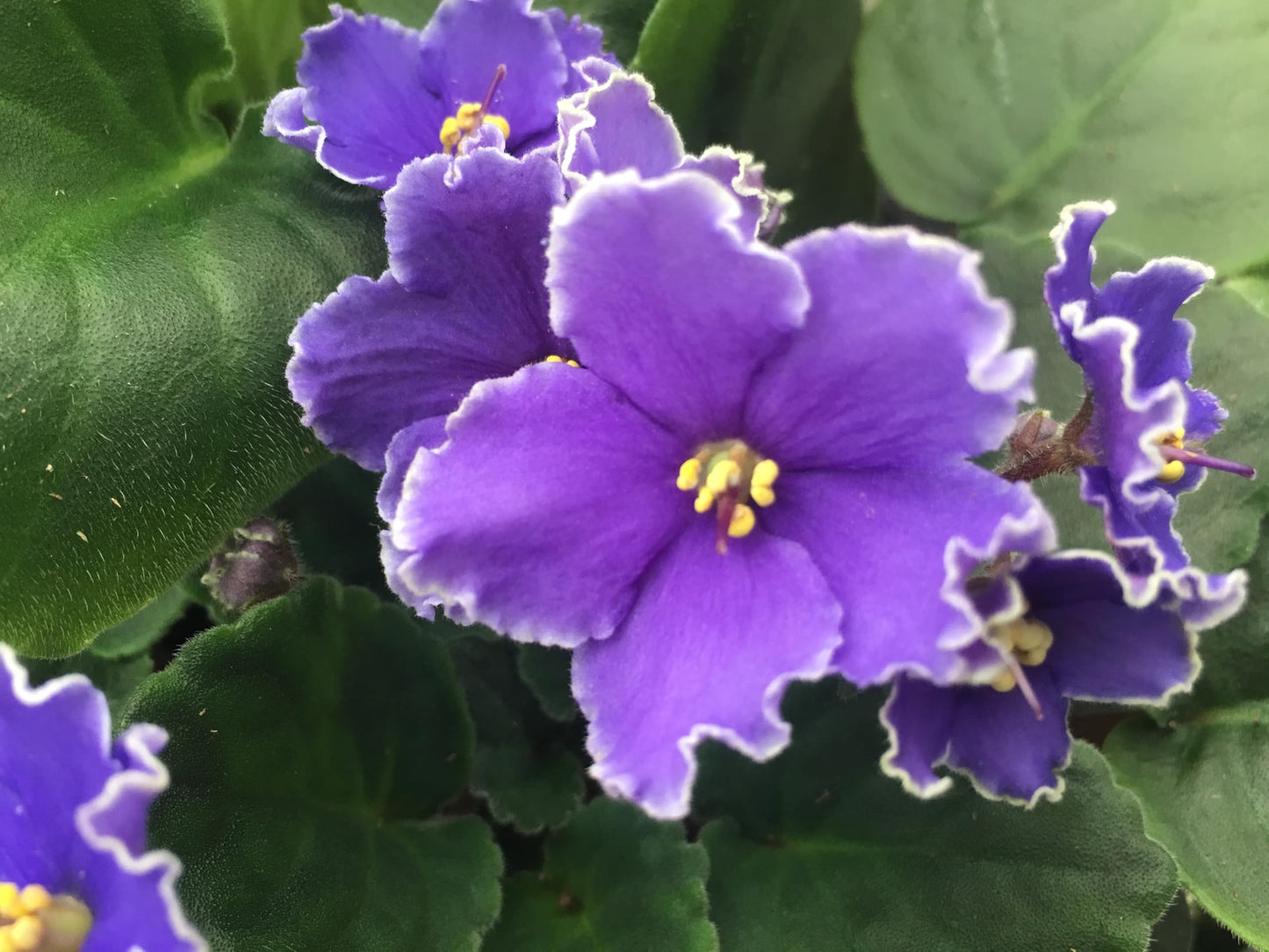 Optimara African Violet Variety Pack (2 Plants) 4" Pots, Grower's-Choice Assorted Varieties