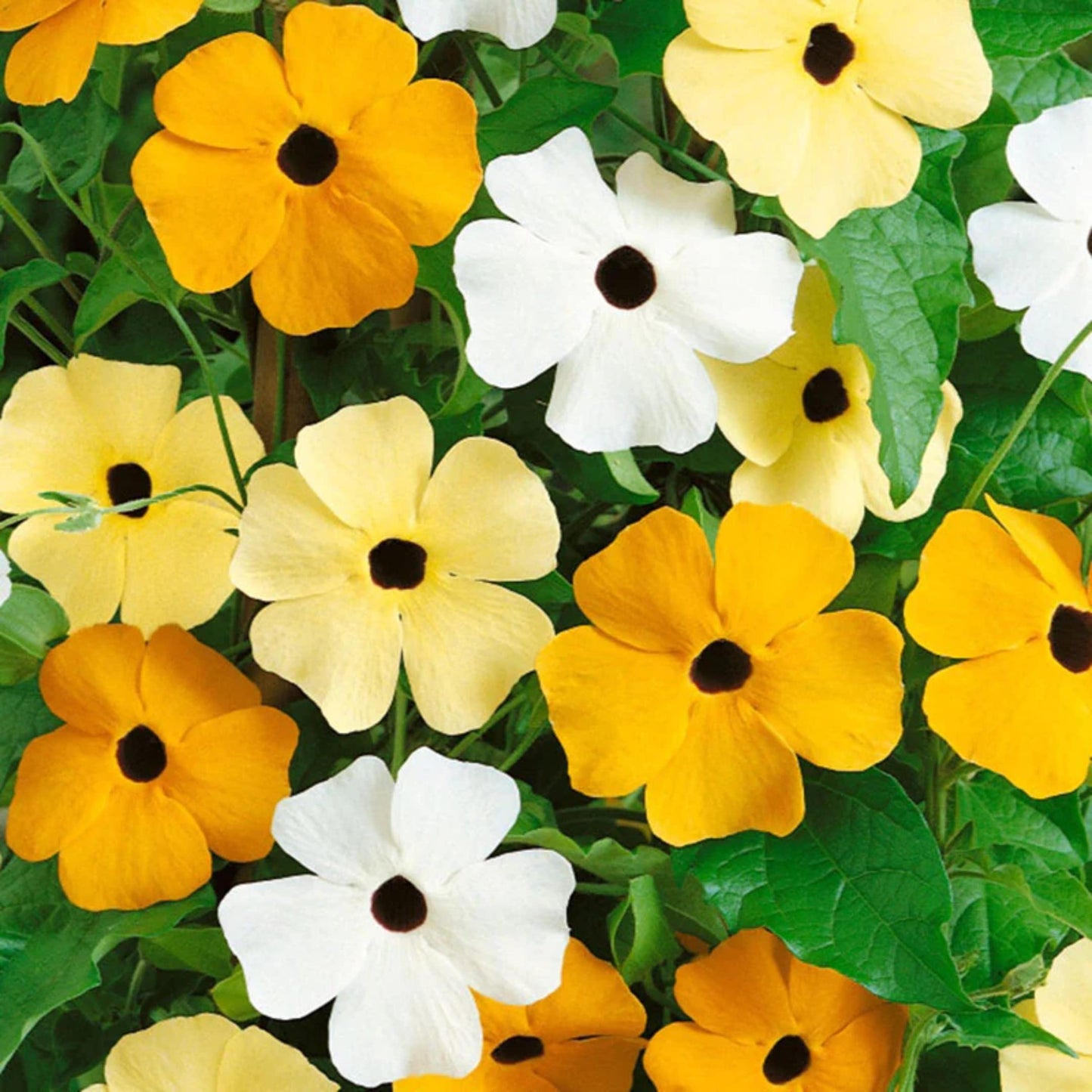 Park Seed White Black-Eyed Susan Vine Thunbergia – Elegant Black and White Blooms on a 5–8 Ft. Twining Vine, Long-Blooming Annual for Trellises, Mailboxes, and Containers – Pack of 25