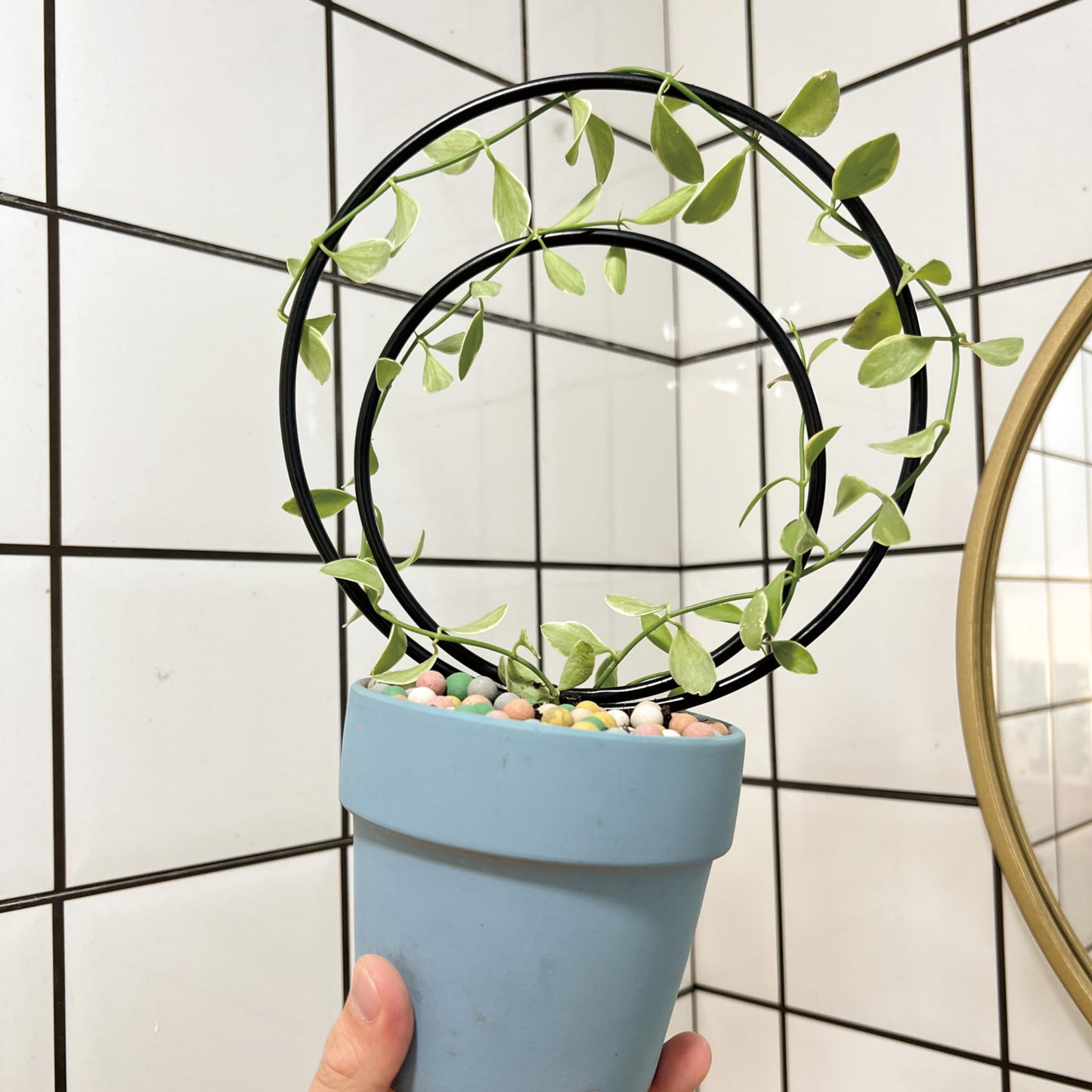 Mirthdino Premium Hoya Trellis - Unique Metal Plant Support for Climbing Plants - Set of 3 Different Sizes - Ideal for Indoor and Potted Plants