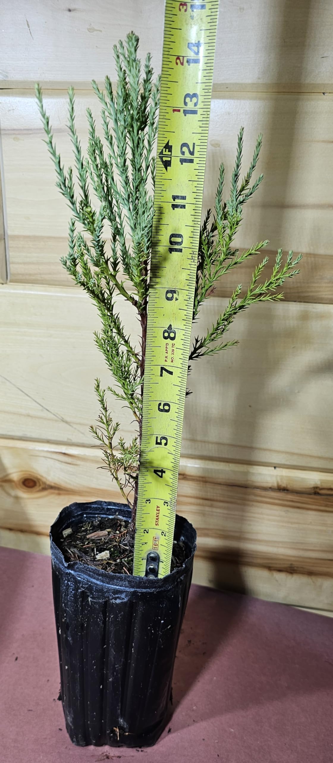 1 Giant Sequoia Tree Fast Growing Live Potted Tree SaplingTrees (Over 12 inches)