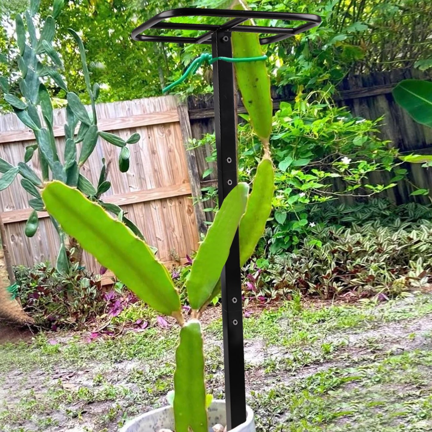 Yohsnor Dragon Fruit Trellis for Climbing Plants 50 * 12inches – Durable Metal Vertical Support Frame for Outdoor Gardens, Easy to Assemble, Stylish Design – Ideal Gift for Plant Enthusiasts