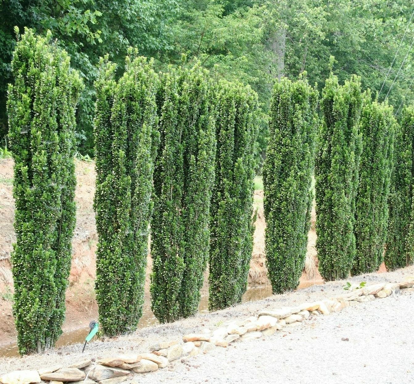Live Plant - 5 Sky Pencil Holly Shrubs/Trees/Hedges - 3-6" Tall Live Plants - 2.5" Pots