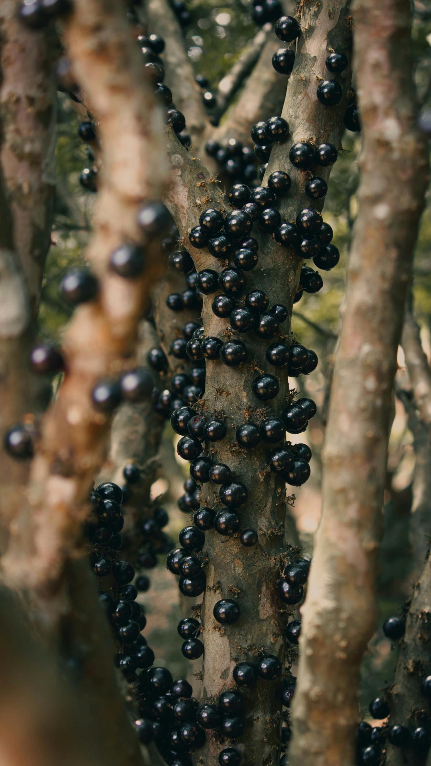 Live Jaboticaba Tree – 1 Foot Tall – Unique Tropical Fruit Tree with Sweet, Grape-Like Berries – Brazilian Grape - Ideal for Outdoor Garden & Patio