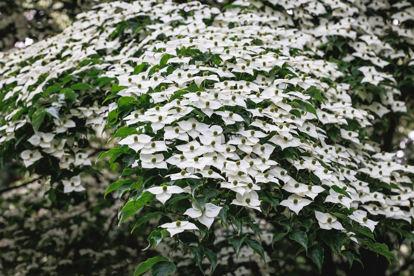 2 Kousa White Flowering Dogwood Tree Plants for Growing - Well Rooted Seedlings, Ships Bare Root in Peat