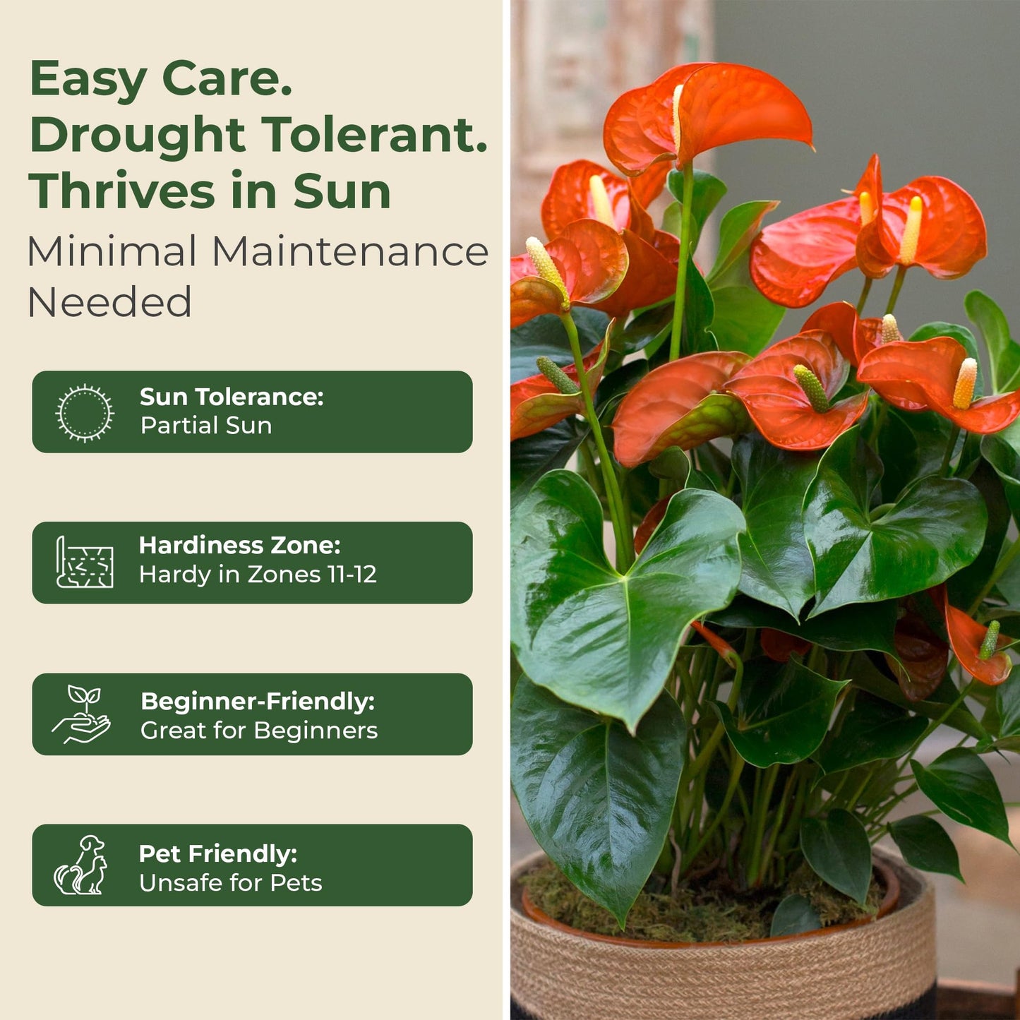 Lace Leaf Anthurium aren't You Orange Plant - Compact Anthuriums Live Plants for Indoors & Outdoors - Versatile & Adaptable Anthurium Flowering Plants - Ideal for Tabletops, Desks, and Indoor Spaces