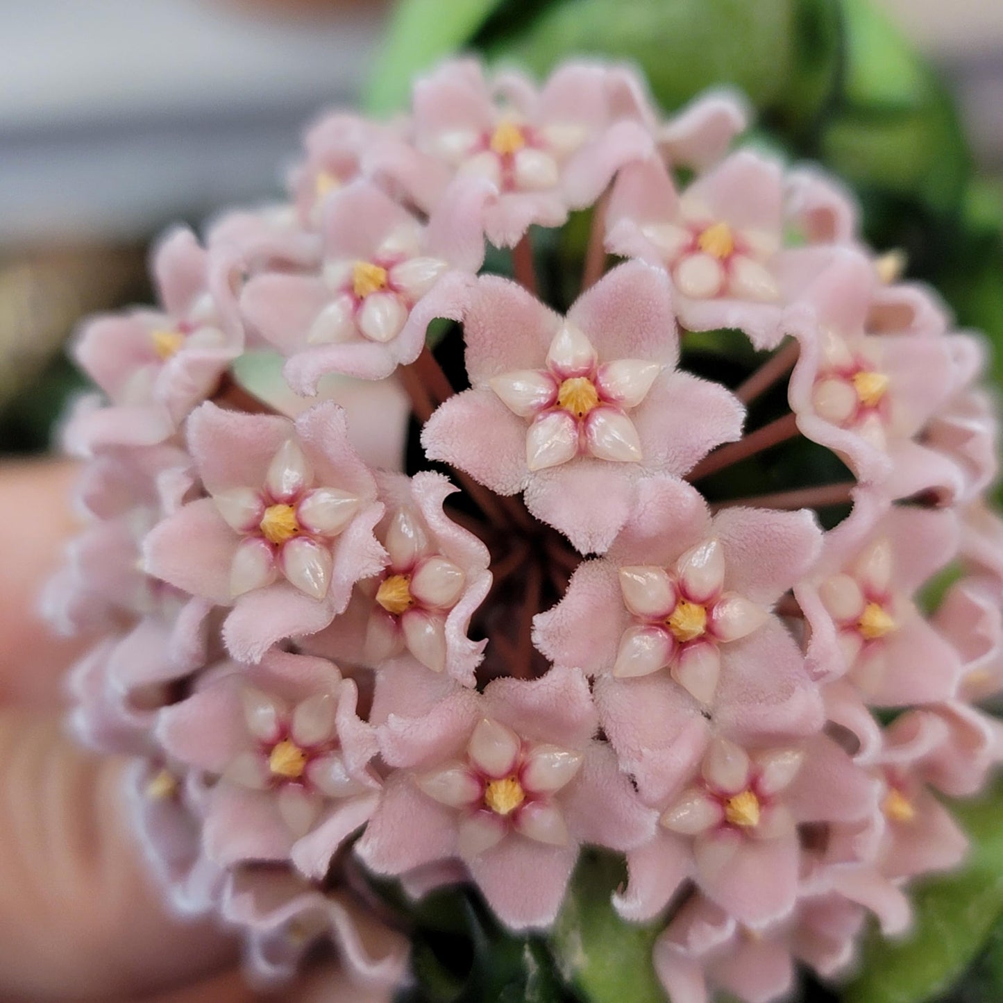 Hoya Compacta aka Hoya Hindu Rope Available in 2" Pot Live Hoya Plant | Air-Purifying Plant