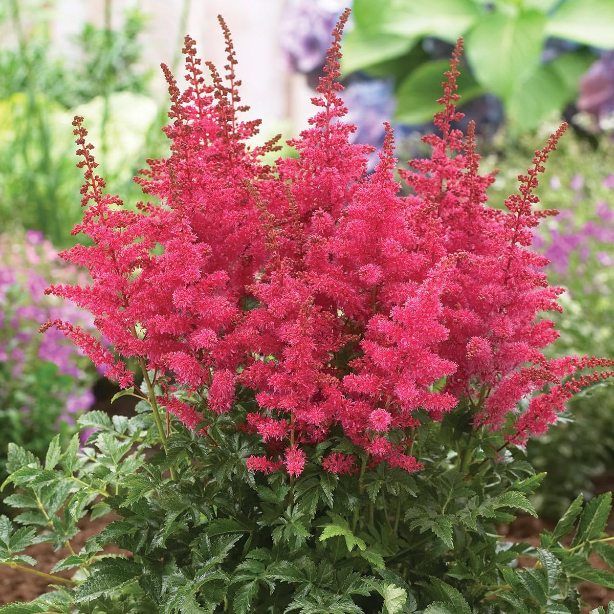 GARDENS ALIVE! - Fanal Red Flowering Astilbe Dormant Bare Root Perennial Starter Plant Roots, 3 Plant per Offer