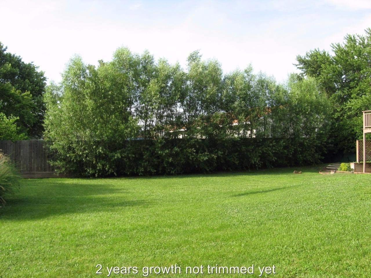 50 Hybrid Willow Trees -Fastest Growing Trees in The World - Austree Grow 10 Ft/Yr - 50 Live Tree Plants
