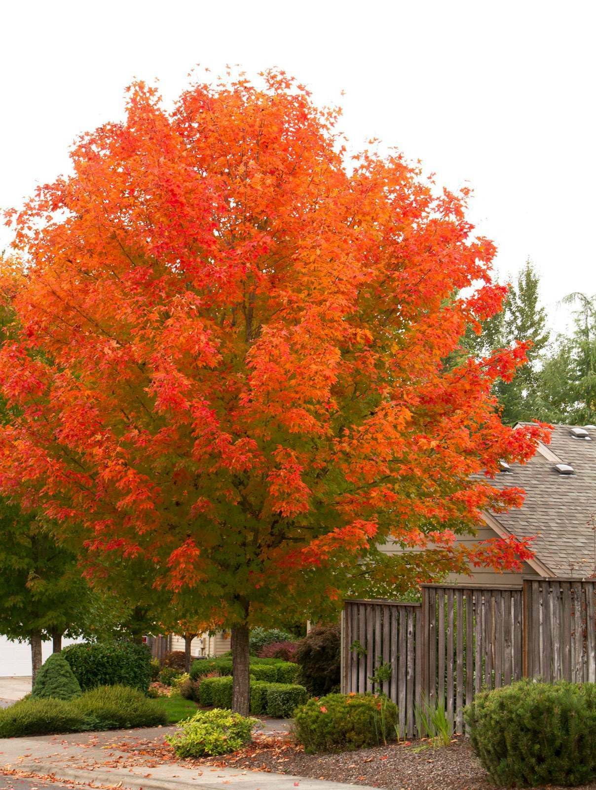 Live Plant - October Glory Maple Tree - Live Plant - 12-24" Tall - Quart Pot - Fast Growing