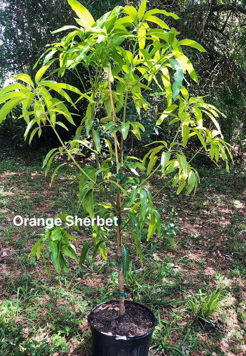 Mango Tree - Live Fruit Tree in a 3 Gallon Pot - Mangifera Indica 'Orange Sherbet' - Tropical Edible Fruit Bearing Tree