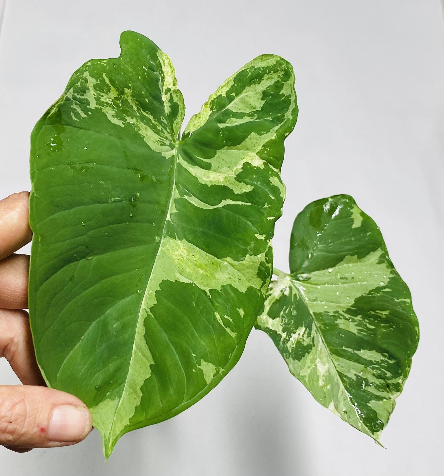 RedCrocus - RedCrocus Assorted Elephant Ear Xanthosoma – Large Tropical Foliage Plant, Shade Garden, Container Friendly, Pollinator Attractant, Indoor Use, Durable, Easy Care 6" Pot
