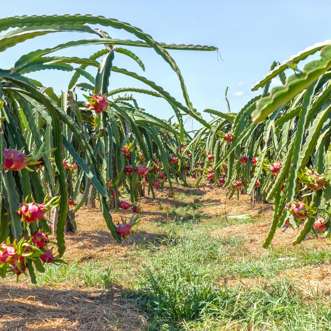 Live Red Dragon Fruit Plant, Tropical Dragon Fruit Vine Plant, 10-12 Inch Tall for Outdoor Planting