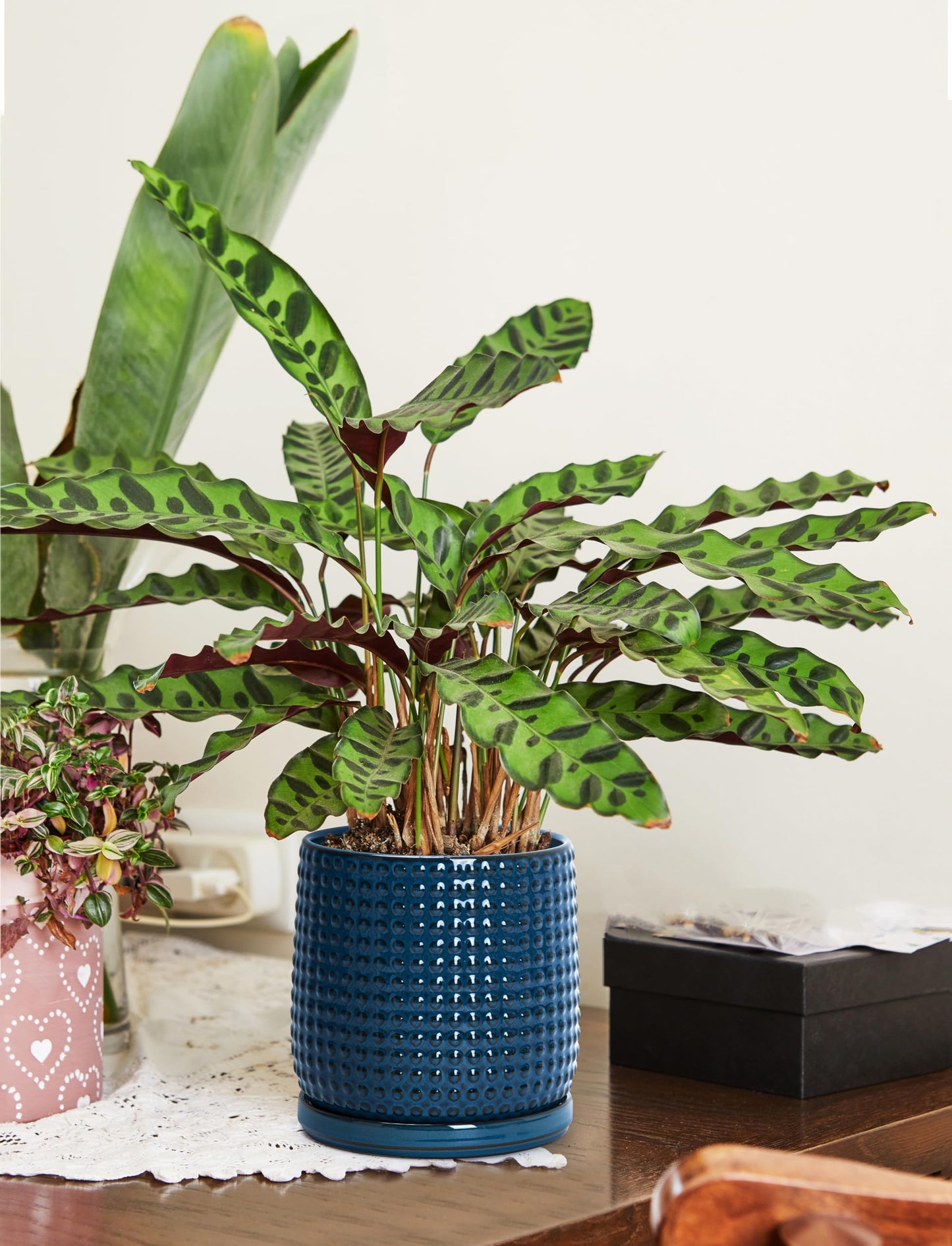 D'vine Dev Set of 2 Ceramic Plants Pots, 6 Inch Beaded Stoneware Flower Pot for Plants with Drainage Hole and Saucer, Midnight Blue, 27-E-X-3