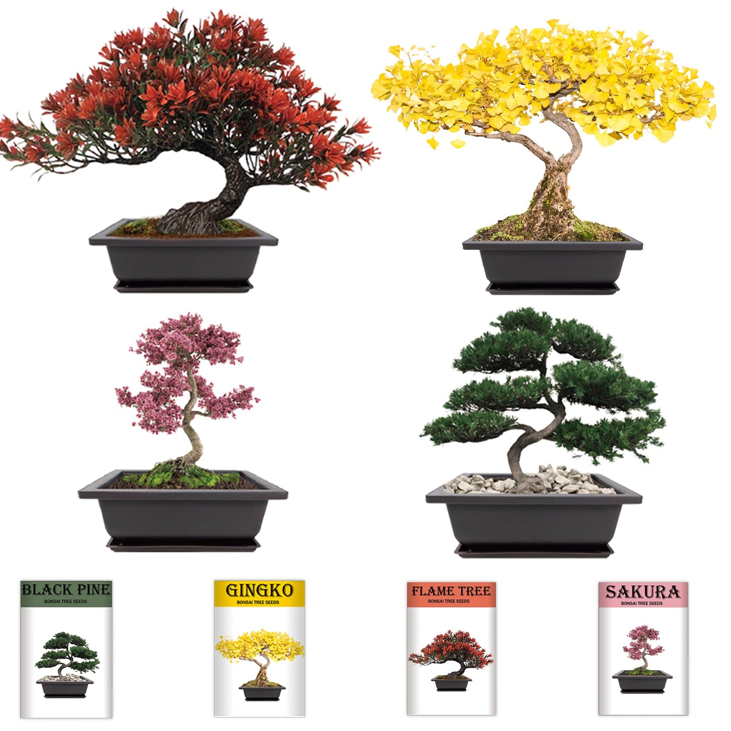 Sproutix Bonsai Garden Starter Kit, 4 Seeds Growing into Sakura, Ginkgo, Black Pine, Red Flame, Including Complete Gardening Tools & A Planter Box with Cover for Men Women Beginners
