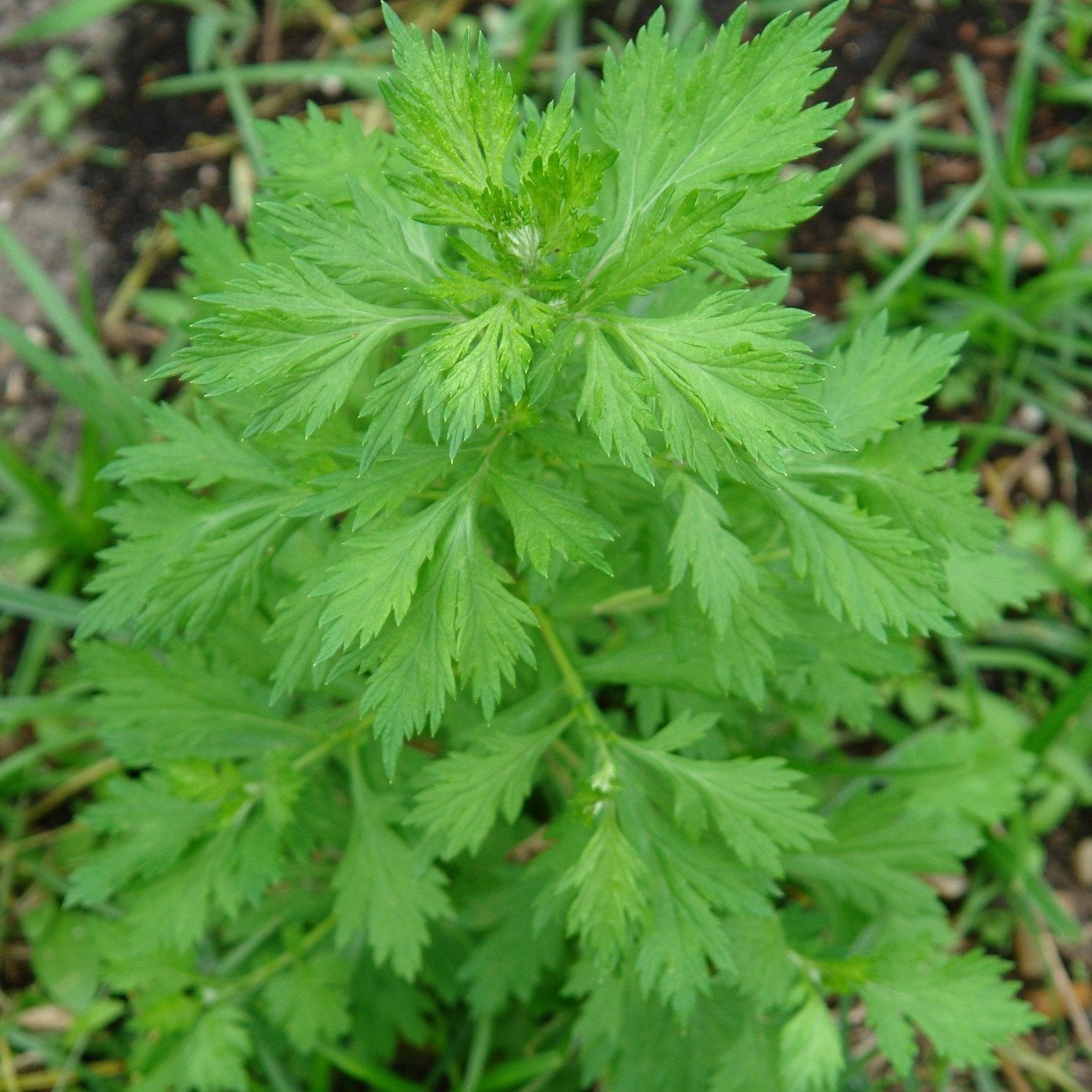 Palm Beach Medicinal Herbs - White Mugwort (Artemisia lactiflora) - Packet of 10 Seeds