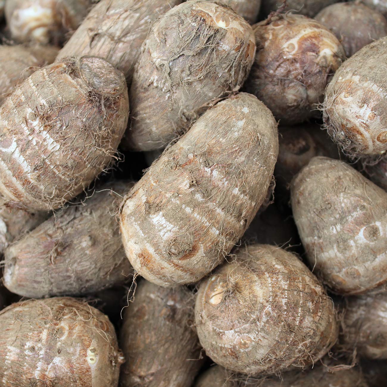Van Zyverden Elephant Ears Antiquorum Illustris Set of 1 Bulb