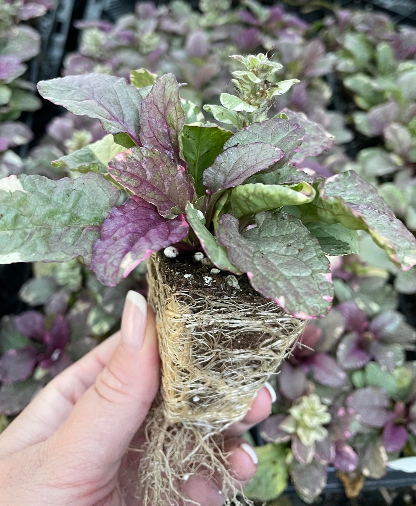 Burgundy Glow Ajuga 48 Plants - Carpet Bugle - Very Hardy -1 3/4" Pots