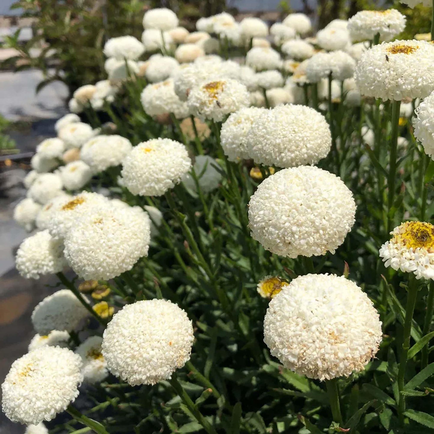 Park Seed Leucanthemum Real Tiny Bubbles PlantHaven Pot 1 QT