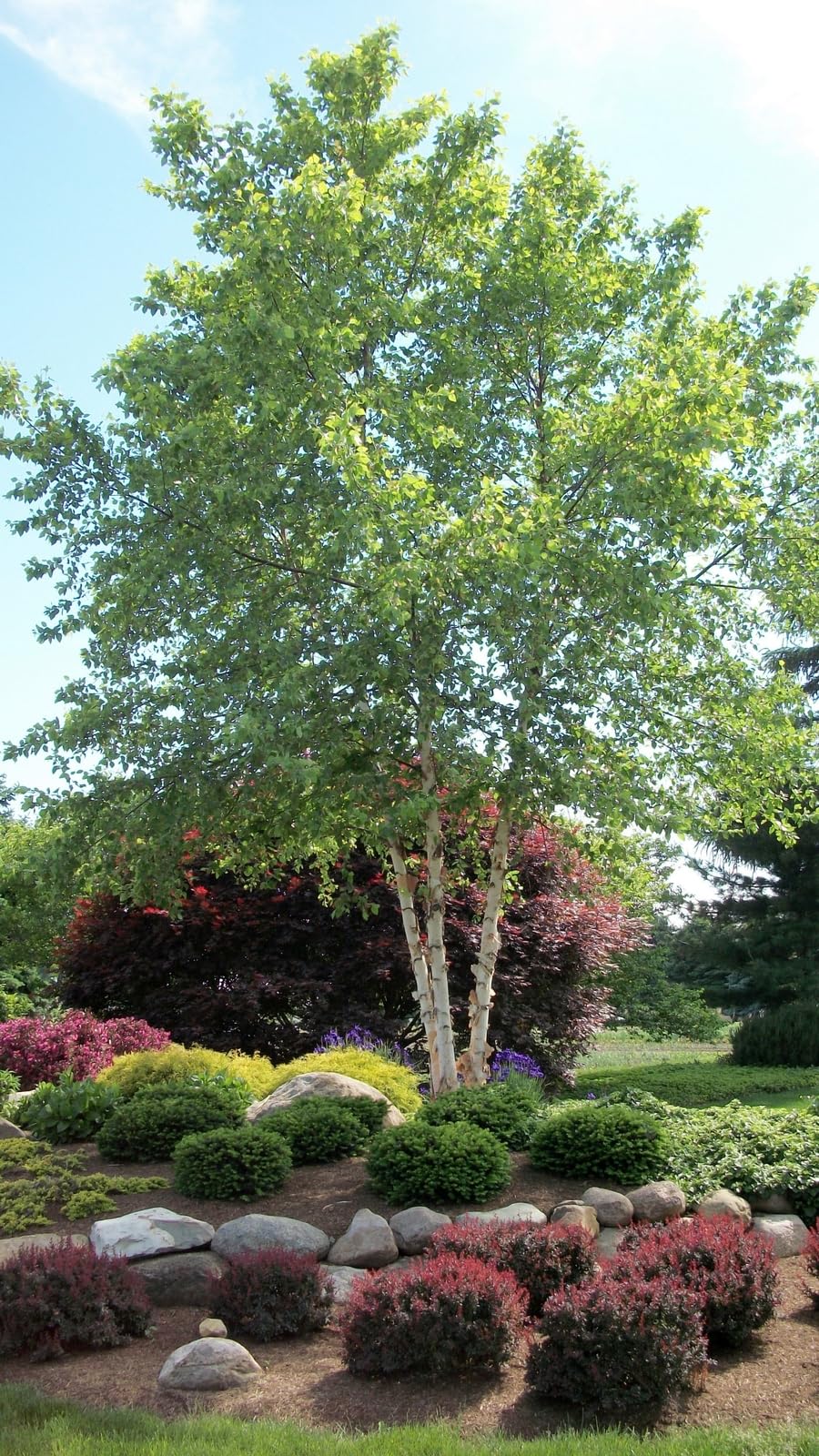 Live Plant - 2 River Birch Multi-Stem Trees - Live Potted Plants - 12-18" Tall - Quart Pots