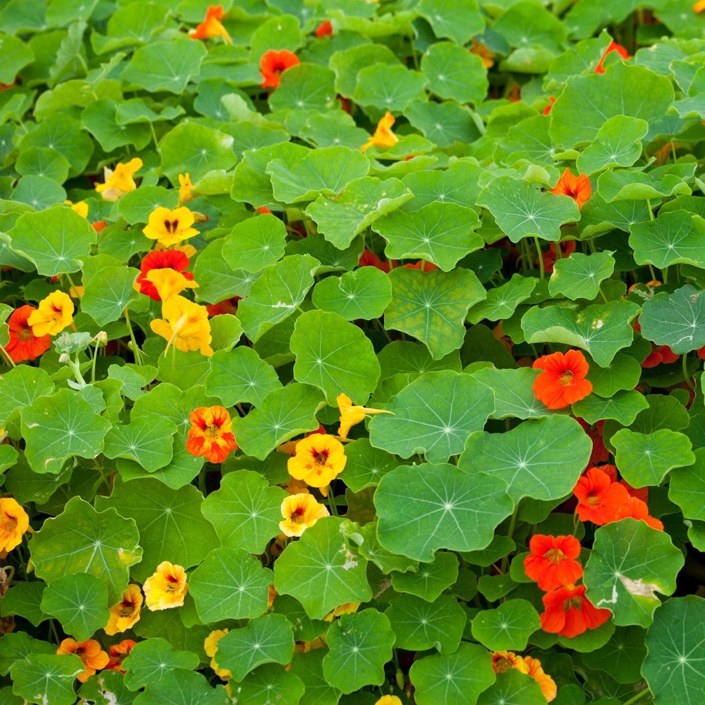 Nasturtium Live Plant in 4 Inch Pot, 4-6″ Tall Nasturtium Flower Starter Plant for Planting, Flower Vine Plants, Well Rooted