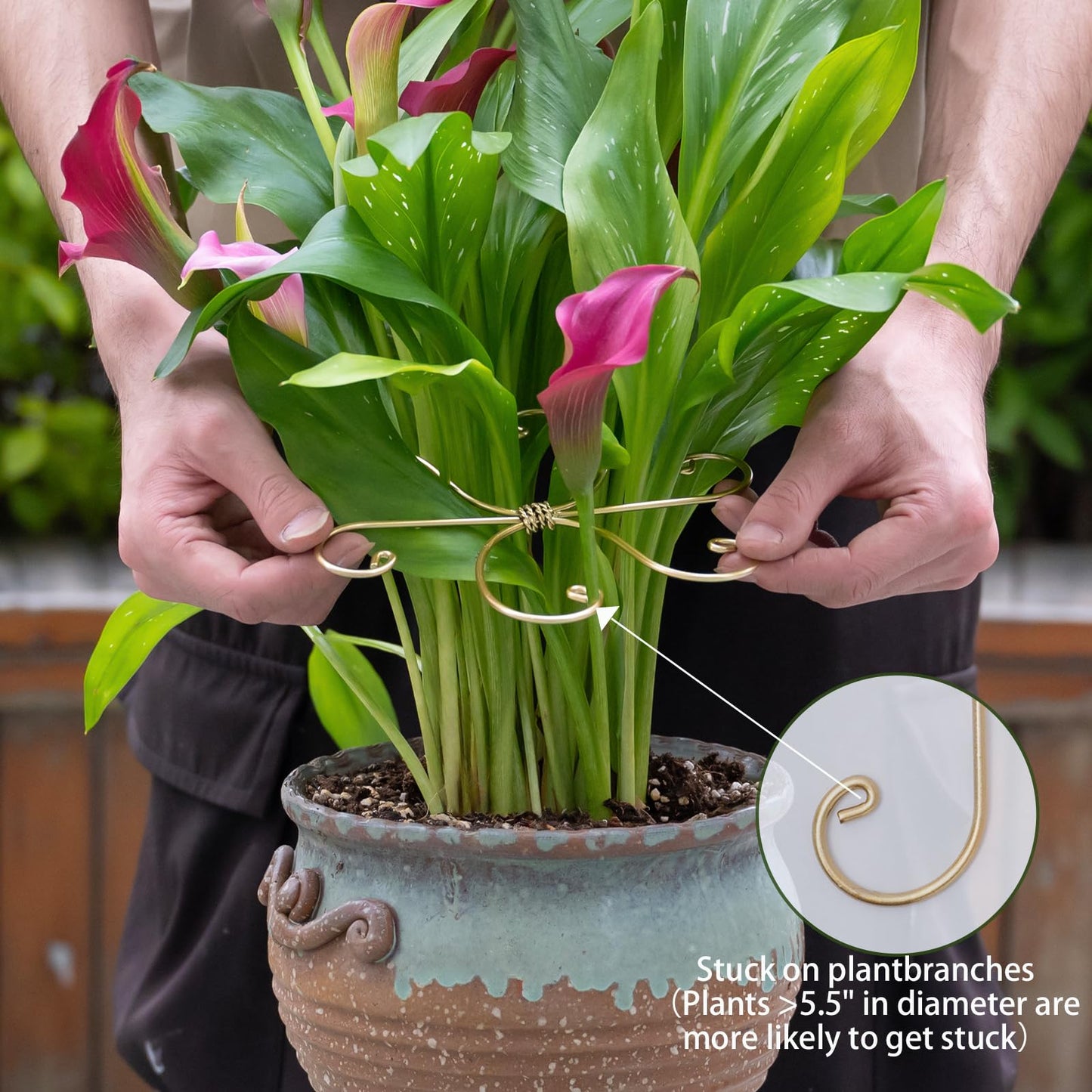 YOHSNOR Durable Monstera Plant Support Hooks 5.5in - 5-Piece Set for Indoor Plant Stabilization, Easy-to-Use Grapple Holders for Monstera and Turtle Shell Plants for Plant Lovers