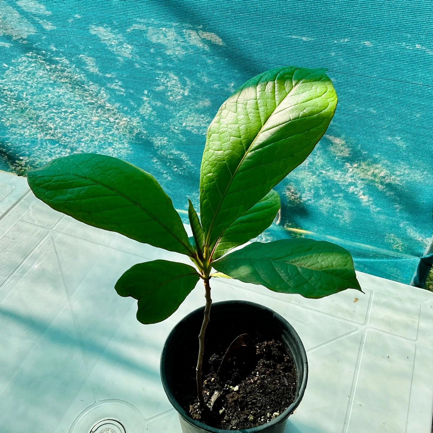 Live Plant - Indian Almond (Terminalia Catappa) Tropical Live Nut Tree Soft Shell