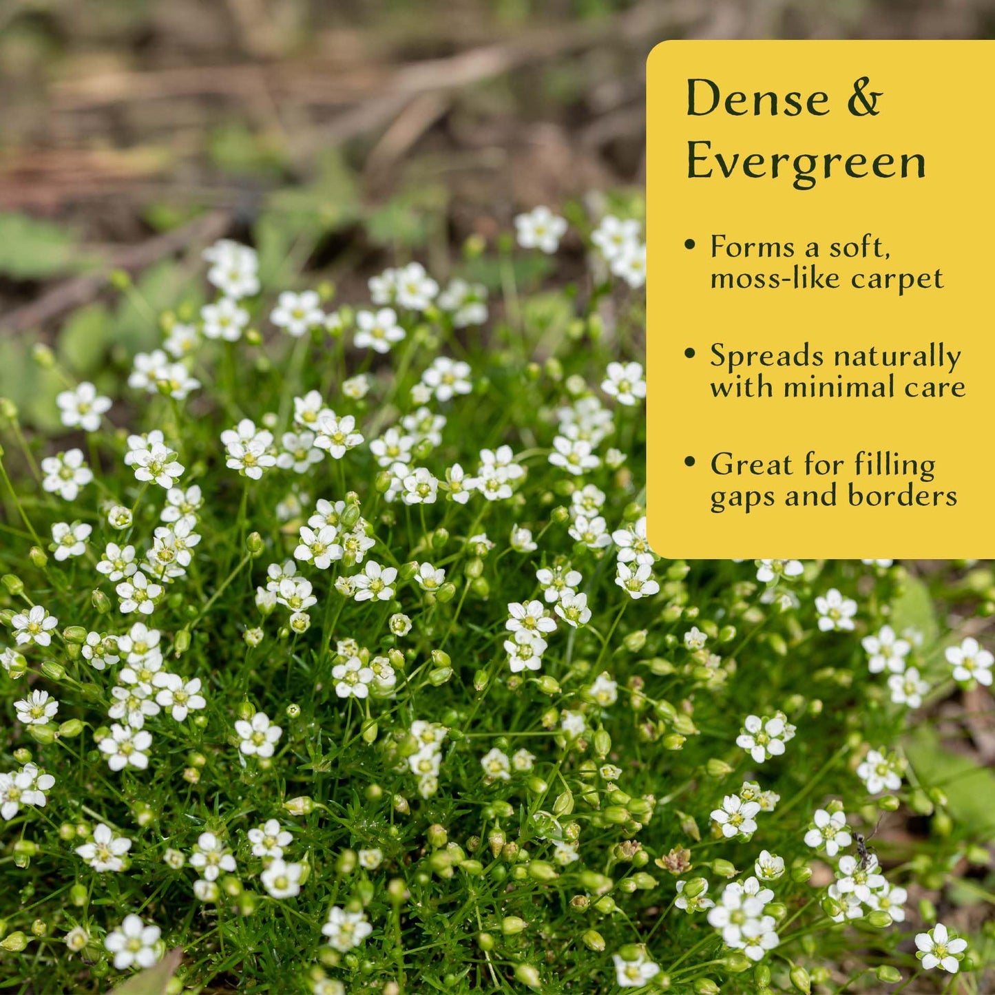 3 Irish Moss – Soft Evergreen Mossy Groundcover with White Spring Flowers for Rock Gardens & Pathways (Sagina subulata) in 2.5″ Cubes, Live Plants
